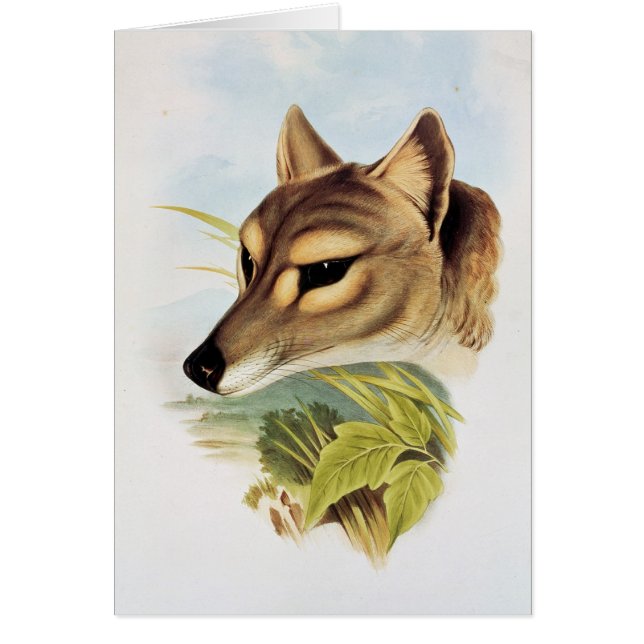 タスマニアオオカミかトラ (正面)