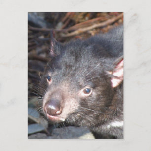タスマニアデビルハガキ ポストカード