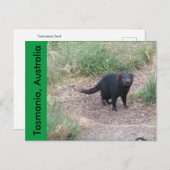 タスマニアデビルハガキ ポストカード (正面/裏面)