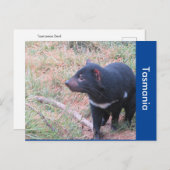 タスマニアデビルハガキ ポストカード (正面/裏面)