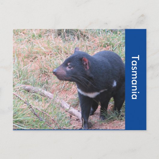 タスマニアデビルハガキ ポストカード (正面)