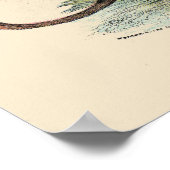 タスマニア産オオオカミ ポスター (角)