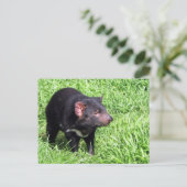 タスマニア・デビルオーストラリア ポストカード (スタンド正面)