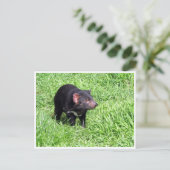 タスマン風の悪魔 ポストカード (スタンド正面)