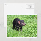 タスマン風の悪魔 ポストカード (正面/裏面)