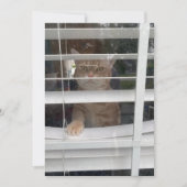 タズ猫が主役の「どこにママ」 5 x 7 フラットカード シーズンカード (正面)