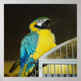 タズ.... ポスター