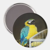 タズ.... マグネット (正面/裏面)