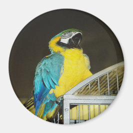 タズ.... マグネット