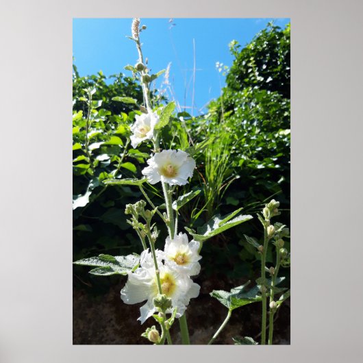 タチアオイの花、アルセア・アルバ ポスター (正面)