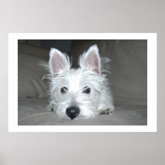 タッカー ポスター (正面)