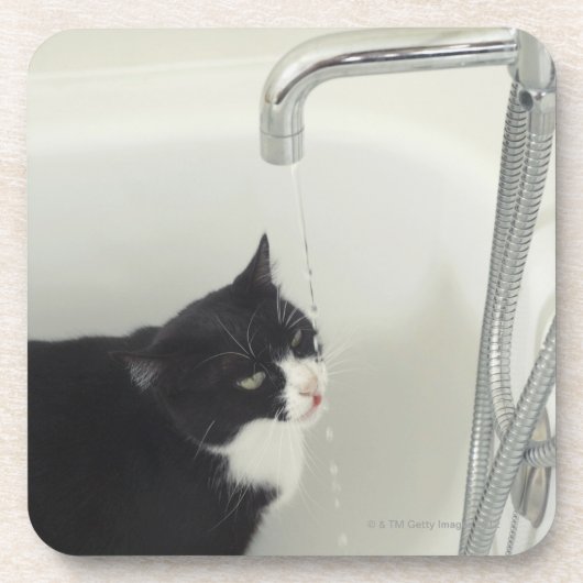 タップからの猫の飲料水の点滴注入 コースター (正面)