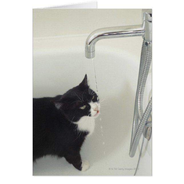 タップから滴る猫の飲料水 (正面)