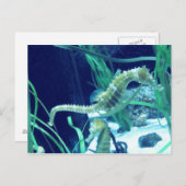 タツノオトシゴの写真 ポストカード (正面/裏面)