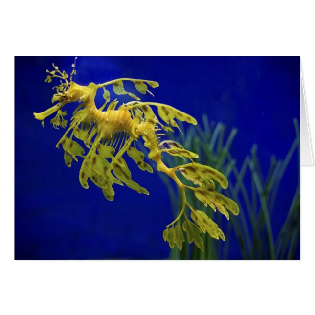 タツノオトシゴ (正面横)