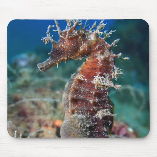 タツノオトシゴ|の海馬Ramulosus マウスパッド (正面)
