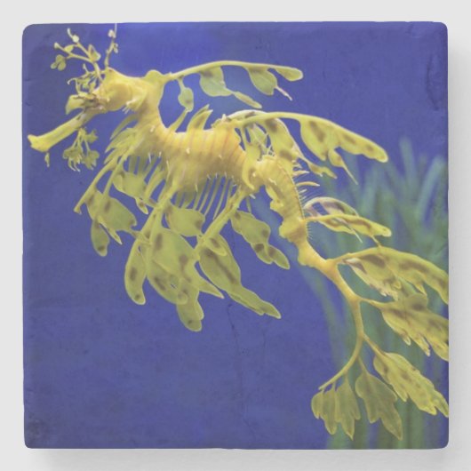 タツノオトシゴ ストーンコースター (正面)