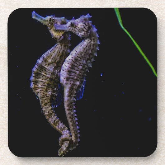 タツノオトシゴ(タツノオトシゴ) コースター (正面)