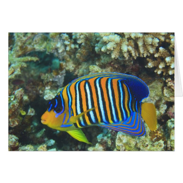 タテジマキンチャクダイ幼魚 Pygoplites (正面横)