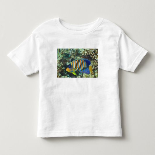 タテジマキンチャクダイ幼魚 Pygoplites トドラーTシャツ (正面)