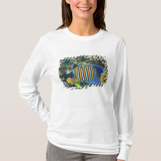 タテジマキンチャクダイ幼魚 Pygoplites Tシャツ (正面)