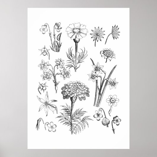 タトゥーフラワーアンドプラントイラストレーション ポスター (正面)