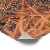 タトラ朝 ポスター (角)