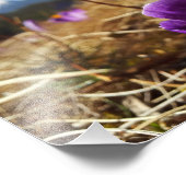 タトラ・クロキュース フォトプリント            (角)