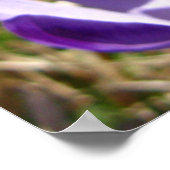 タトラ・クロキュース ポスター (角)