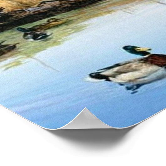 タヌキが鴨池に侵入する ポスター (角)