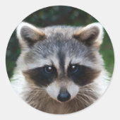 タヌキ野生動物野生動物のシール ラウンドシール (正面)