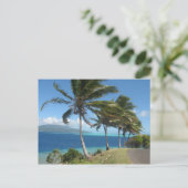 タハアタヒチ島のヤシの木 ポストカード (スタンド正面)