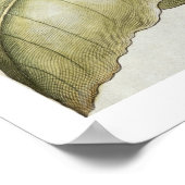 タバコの植物, Bによる'Hortus Eystettensis'から ポスター (角)