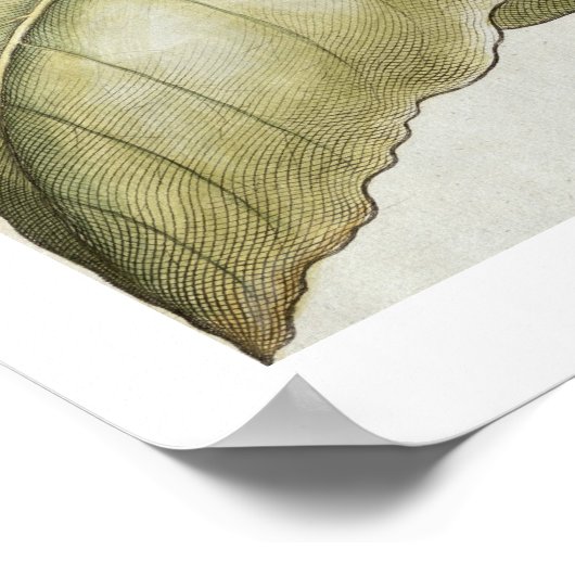 タバコの植物, Bによる'Hortus Eystettensis'から ポスター (角)