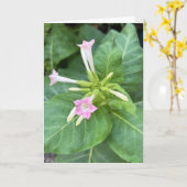 タバコの花 カード (黄色い花)