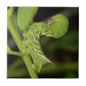 タバコのHornwormの幼虫の陶磁器の写真のタイル タイル (正面)