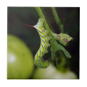 タバコのHornwormの幼虫の陶磁器の写真のタイル タイル