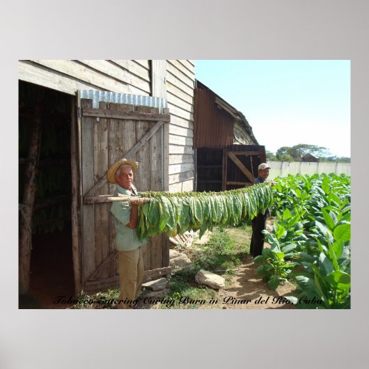 タバコインエントキュアバーンピナーデルリオキューバ ポスター (正面)