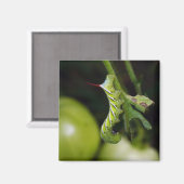 タバコミミムシ磁石 マグネット (正面/裏面)