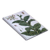 タバコ植物、「コレクションPrecieuseからのプレート7、 ノートブック (右側)