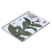 タバコ植物、「コレクションPrecieuseからのプレート7、 ノートブック (左側)