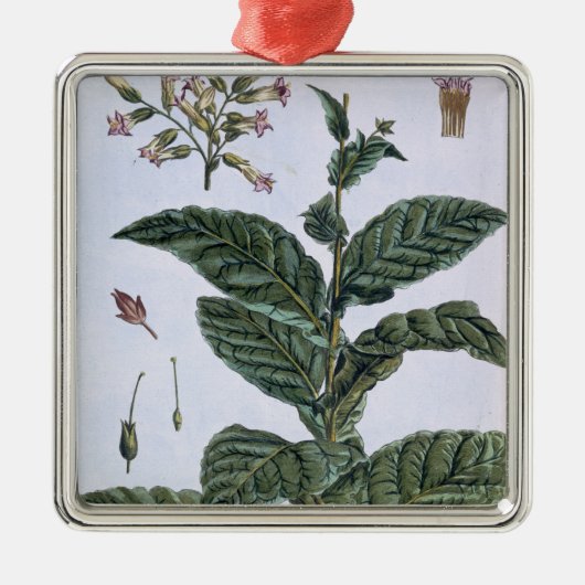 タバコ植物、「コレクションPrecieuseからのプレート7、 メタルオーナメント (正面)