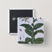 タバコ植物、「コレクションPrecieuseからのプレート7、 缶バッジ (正面&裏面)