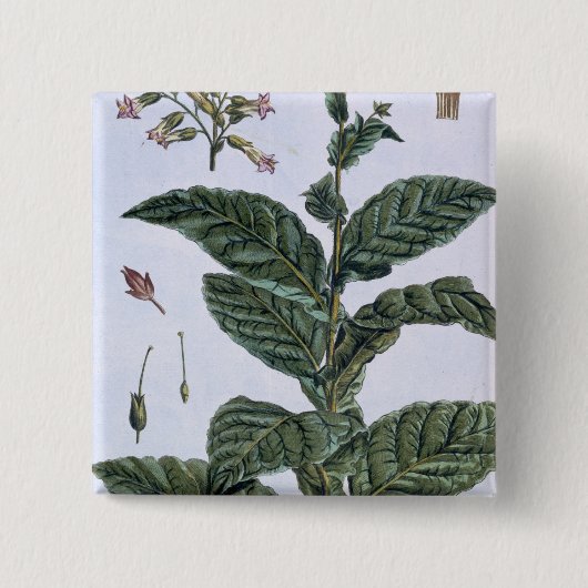 タバコ植物、「コレクションPrecieuseからのプレート7、 缶バッジ (正面)