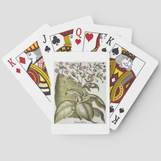 タバコ植物、Bの『ホルトゥス・アイステッテンシス』より トランプ (裏面)