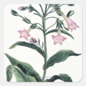 タバコ スクエアシール (正面)