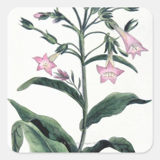 タバコ スクエアシール (正面)