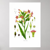 タバコ ポスター (正面)