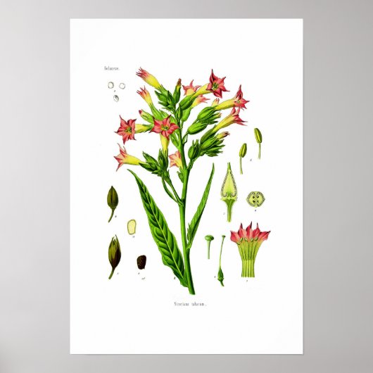 タバコ ポスター (正面)