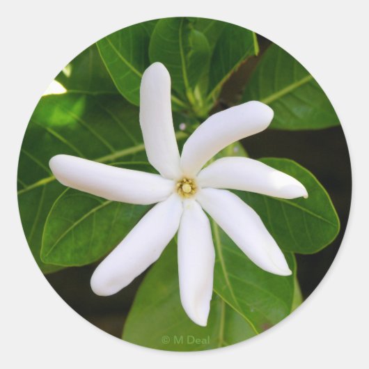 タヒチアレ ラウンドシール (正面)